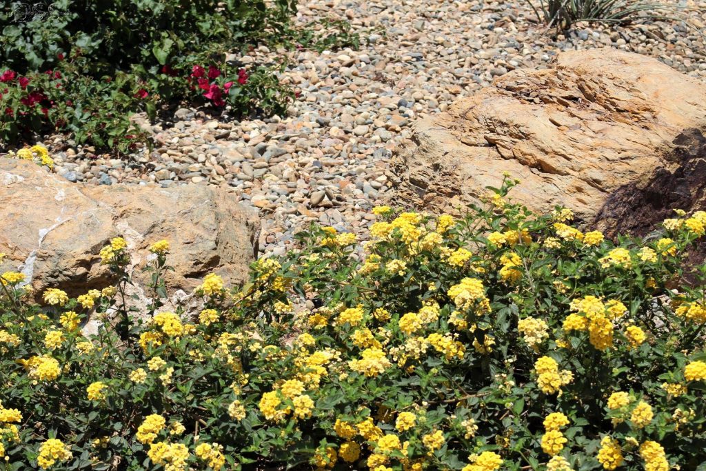 drought tolerant landscape